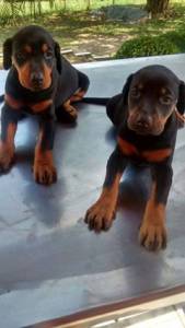 Dobermann Filhotes de alto padro