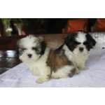 Filhotes de Shihtzu