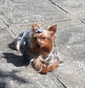 Yorkshire Terrier femea procura de um namorado