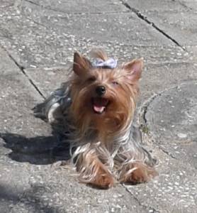 Yorkshire Terrier femea procura de um namorado