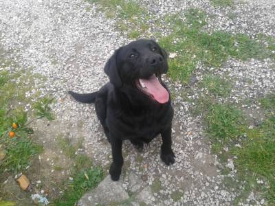 Procuro cadela labradora