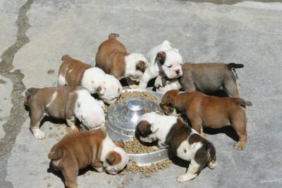 Ingls bulldog cachorros para venda