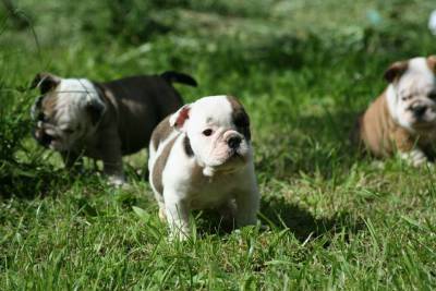 Ingls bulldog cachorros para venda