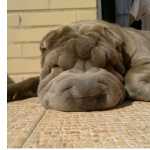 Sharpei Azul Fmea