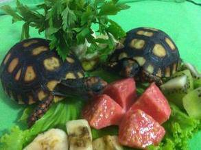 Lindo bebê de jabuti-tartaruga de terra