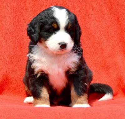 BOUVIER BERNOIS PASTOR DE BERNA