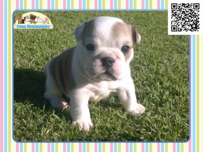 Bulldog Ingls em So Paulo