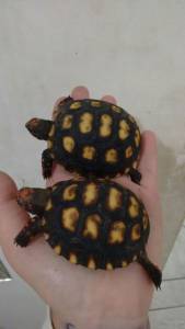 Filhote de tartaruga