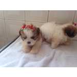 lindos filhotes de shih tzu mini e padro