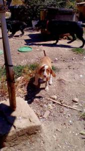 Dou cadela beb