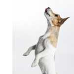 Jack Russell Terrier macho para acasalamento