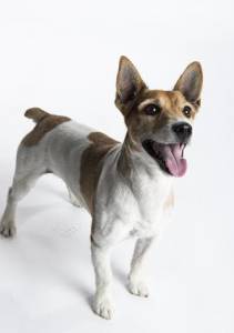 Jack Russell Terrier macho para acasalamento