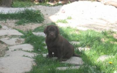 labradores chocolates