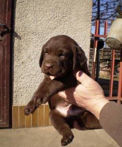 labradores chocolates