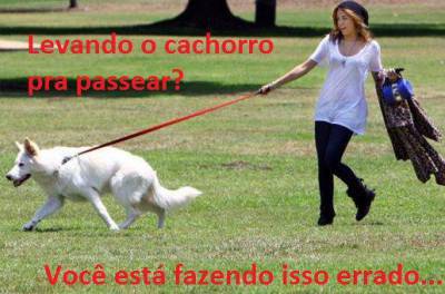 Adestramento para ces Adultos e Filhotes