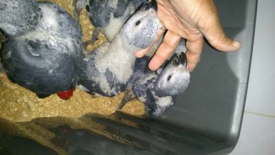 papagaios cinzentos de cauda vermelha criados á mã