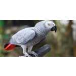 Papagaio africano desaparecido