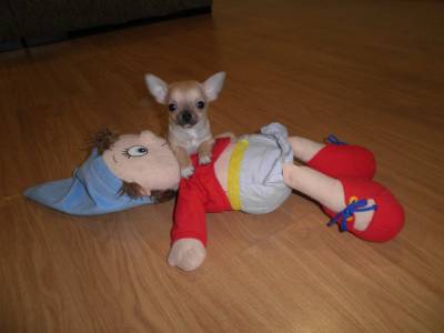 Chihuahua super-miniatura com LOP e AFIXO