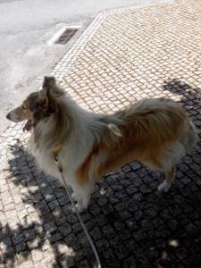 Procura-se cadela Rough Collie para cruzar