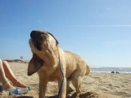 Sushi - um labrador que procura namorada