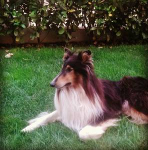 Rough Collie procura namorada