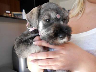 Schnauzer miniatura