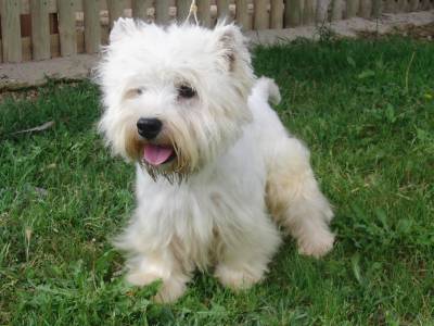 West Highland White Terrier Adulta