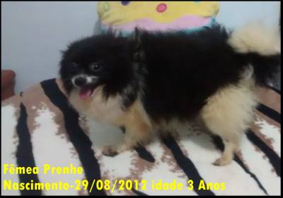 Spitz Alemo Ano Jovens