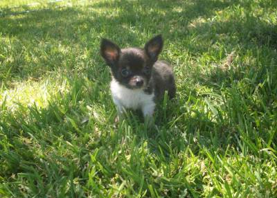 Chihuahua menino miniatura