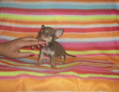 Chihuahua menino chocolate micro-miniatura