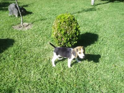 Cadelas Beagle EXCELENTES