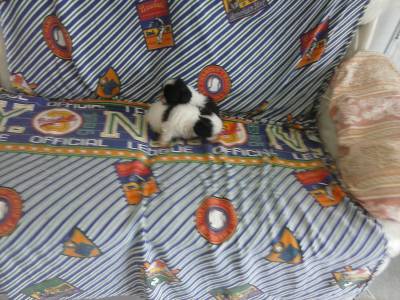 Lindos machinhos de Shih tzu