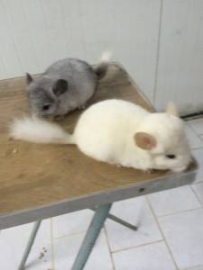 Chinchila vrias cores e muito carinhoso