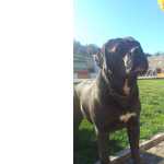 Ninhada Cane Corso