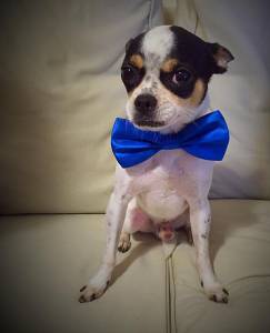 Chihuahua Macho procura namorada