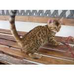 Gatinhos Bengal de Rosetas