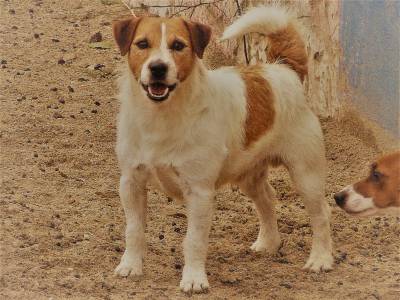 Jack russell terrier  Cobries