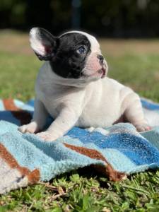Bulldog Francs filhotes