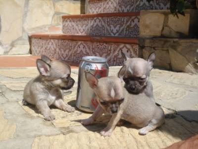 vellos chihuahuas