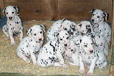 dalmatas cachorros dlmata dalmata caes