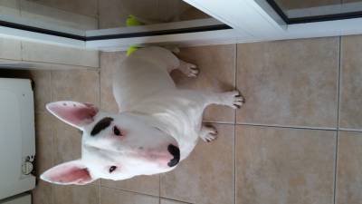 Bull Terrier