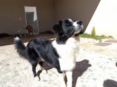 BORDER COLLIE