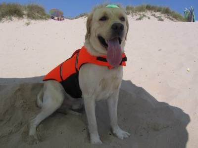 Labrador para Acasalamento
