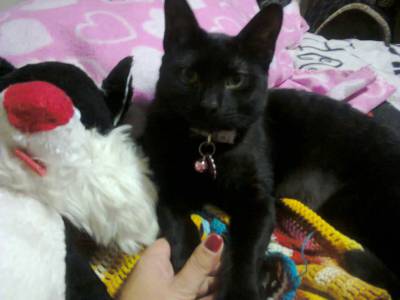 GATA PRETA