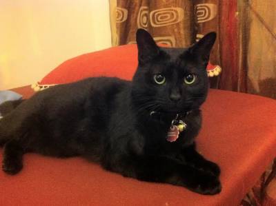 Gata preta Desaparecida