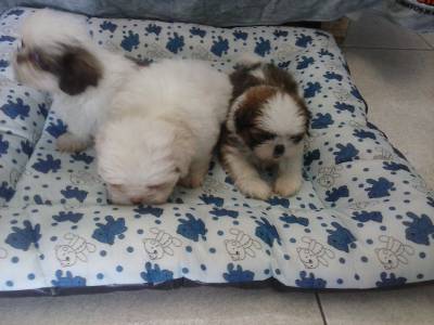 Shih tzu chocolate de olho verde focinho vermelho