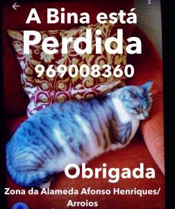 A Bina est perdida