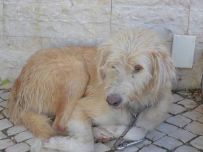Encontrado cão em Sintra