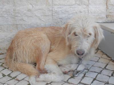 Encontrado cão em Sintra