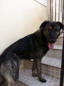Cão encontrado em Matosinhos